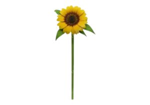 Girasol